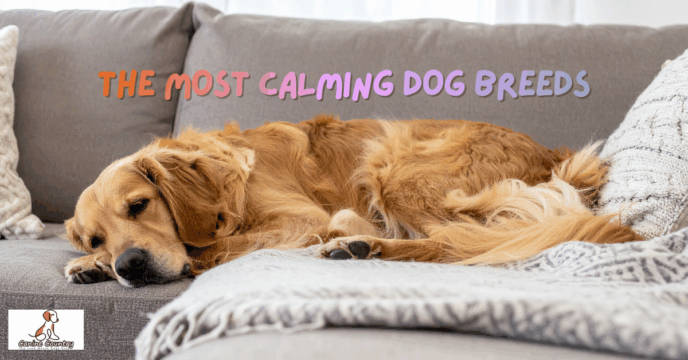 The Most Calming Dog Breeds