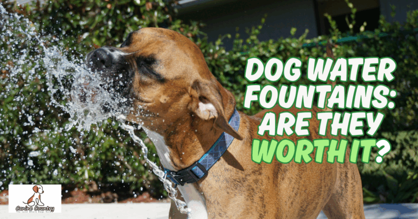 Water Fountains for Dogs: Are They Worth It?