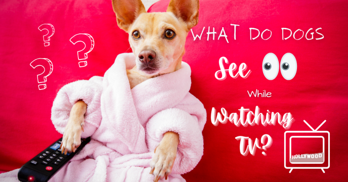 What Dogs See When They Watch TV?