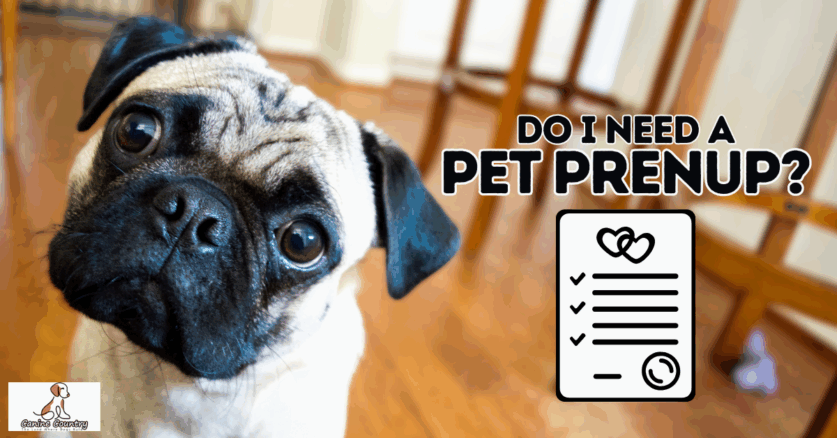 What is a Pet Prenup? And Why You Need One