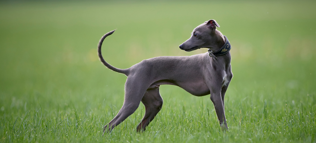 The Most Calming Dog Breeds