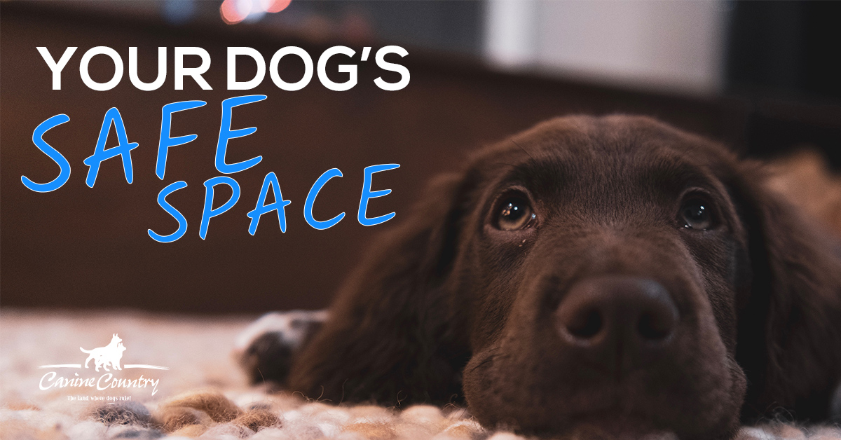 My dog's safe space can be your dog's new happy place